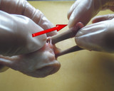鶏手羽の骨を簡単に抜く方法作り方5写真