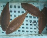 バケシタの煮付け(浜のかあちゃん)作り方1写真