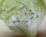 牡蠣甘煮流用・３日目ロールレタス作り方10写真