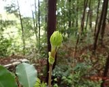 タラの芽、コシアブラ等、木の芽天ぷら作り方2写真