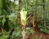タラの芽、コシアブラ等、木の芽天ぷら作り方3写真
