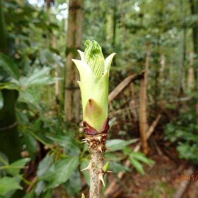 木の芽 楽天市場】山菜 タラの芽 苗木 とげなしタラ 12cmポット苗 山菜 苗 gv