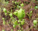 タラの芽、コシアブラ等、木の芽天ぷら作り方4写真