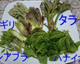 タラの芽、コシアブラ等、木の芽天ぷら作り方6写真