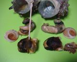 新玉ねぎとさざえの酢みそ和え　茹で方付き作り方6写真