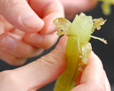 白だしで簡単！絶品！たけのことふきの煮物作り方3写真
