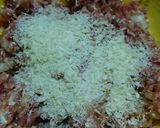 ズボラ★茄子の挟み揚げ作り方3写真