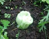 知ってる?アブラナ科の野菜の再生法✨作り方2写真