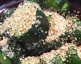 簡単！昆布茶できゅうりのお漬物作り方3写真