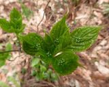 タラの芽、コシアブラ等、木の芽天ぷら作り方5写真