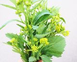春の旬の菜の花とベーコンのパスタ作り方1写真