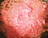 キャベツ大量消費！キャベツのそぼろあん作り方11写真