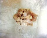 りんごの果汁で、むね肉のあっさり唐揚げ作り方4写真