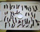 食品乾燥機で作るビーフジャーキー作り方10写真