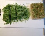 ☆豆苗とミョウガのタコカルパッチョサラダ作り方1写真