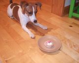 わんこのお誕生日ケーキ作り方1写真