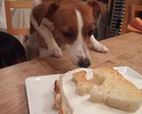 わんこのお誕生日ケーキ作り方4写真