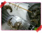 ~海老の下処理 & 海老の酒蒸し~作り方3写真