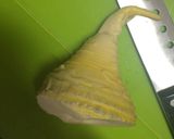 たけのこの下ゆで(あく抜き)作り方4写真