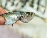 技あり！丸ごとアジを頂けるレモン南蛮作り方1写真