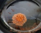 簡単に作れちゃう♪旨味たっぷりトマラー油作り方2写真