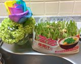 ピンチな時の一品☆豆苗と卵の彩り炒め作り方6写真