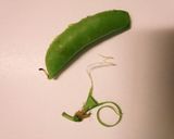 スナップえんどうの筋取りを2本同時に♪作り方4写真