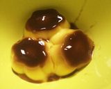 簡単！もちもちプリンケーキinチョコ作り方1写真