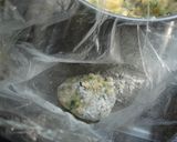 春の元気!菜の花コロッケ♪作り方10写真