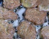 ♪鶏むね肉のピカタ♪作り方5写真