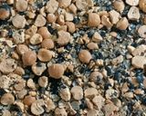 コーヒー代わりに✿簡単♪ほっこり黒豆茶作り方6写真