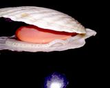 丸ごと【ホタテ貝のコキールグラタン】作り方3写真