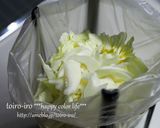 塩昆布で簡単！春キャベツと茗荷の浅漬け作り方2写真