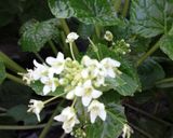 クセになる辛み！葉（花）わさびの醤油漬け作り方1写真