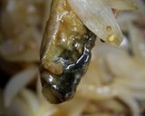 鯖の新玉ねぎ南蛮作り方29写真