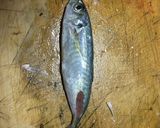 絶品！鯵のつみれ汁作り方1写真