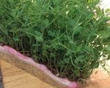 豆苗のおひたし作り方1写真