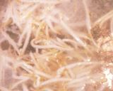 一つの鍋で簡単☆冷しゃぶサラダうどん作り方5写真