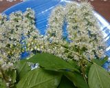 葉わさび、ウワミズ桜の芳香・ダシつゆ漬け作り方5写真