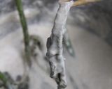 うどの新芽天作り方8写真