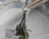 うどの新芽天作り方7写真