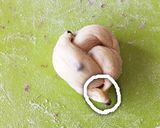 HB使用♡ふんわりチョコチップパン作り方8写真