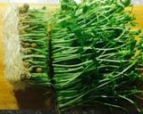 豆苗だけで♪シャキッとお味噌汁作り方2写真
