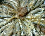 シコイワシの梅煮作り方5写真
