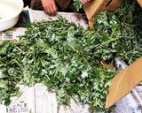 よもぎの冷凍保存（覚書）作り方1写真