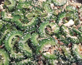 ご飯のお供＊ゴーヤとおからの甘辛卵炒め作り方4写真