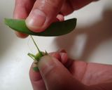 美味しいスナップえんどうの茹で方作り方5写真