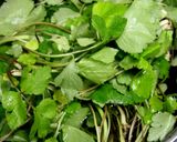三つ葉炒め蕎麦作り方6写真