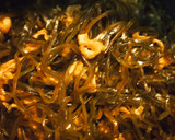 常備菜☆簡単！昆布と油揚げの煮物作り方6写真