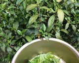宇治茶「茶摘みから煎茶をつくる」作り方1写真